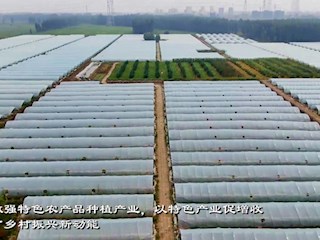 河北霸州：西瓜丰收果农笑