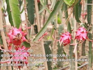 霸州：种植火龙果，拓宽致富路