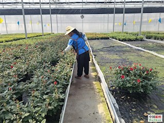 霸州：绽放乡村振兴新“花”样