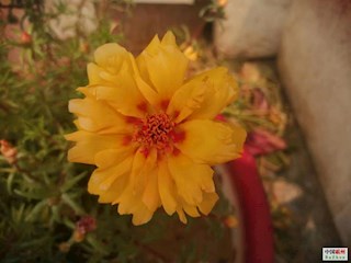 影像记录丨河北廊坊霸州：百花争艳  花开信安（七）