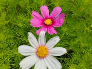 影像记录丨河北廊坊霸州：百花争艳 花开信安（八）