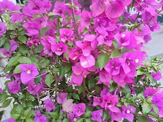 影像记录丨河北廊坊霸州：百花争艳 花开信安 (十）