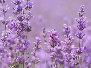 影像记录丨河北廊坊霸州：百花争艳 花开信安（十一）