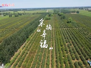 霸韵流光———采摘“幸福”