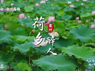 霸韵流光———荷乡醉人
