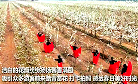 廊坊霸州：梨花开处踏春行 农旅融合促振兴