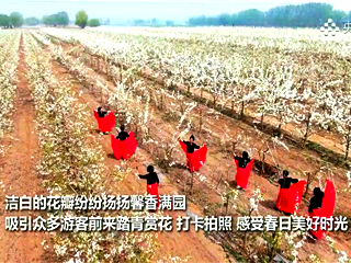 廊坊霸州：梨花开处踏春行 农旅融合促振兴