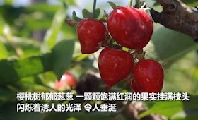 廊坊霸州：樱桃满枝头 映红致富路