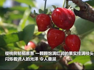 廊坊霸州：樱桃满枝头 映红致富路